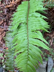 Polystichum