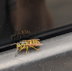 Vespula flavopilosa