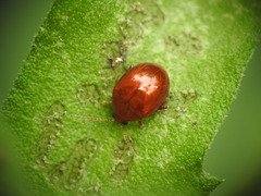 Sphaeroderma testaceum