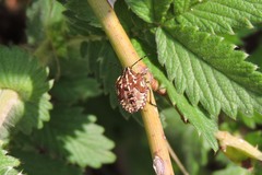 Carpocoris
