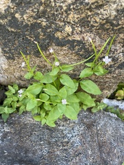 Epilobium lactiflorum