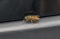 Vespula flavopilosa