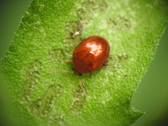 Sphaeroderma testaceum