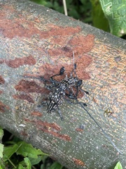 Steirastoma histrionicum