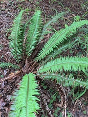 Polystichum