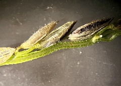 Digitaria villosa