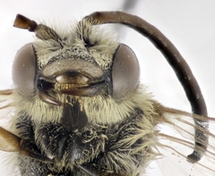 Halictus fulvipes
