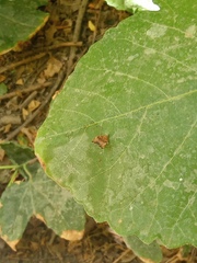 Choreutis nemorana