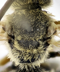 Halictus fulvipes
