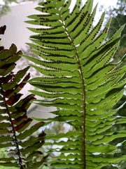 Polystichum