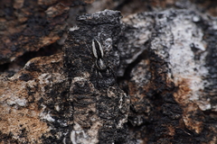 Pseudicius encarpatus