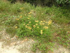 Jacobaea adonidifolia