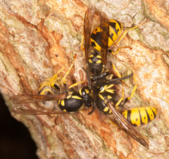 Vespula germanica