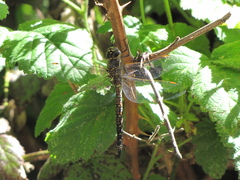 Rhionaeschna californica