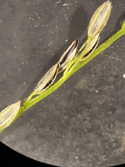 Digitaria villosa