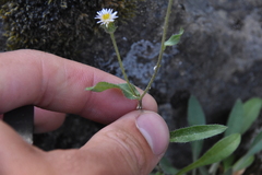 Erigeron acris