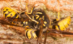 Vespula germanica