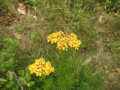 Jacobaea adonidifolia
