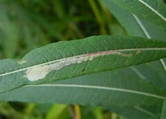 Mompha raschkiella