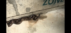 Python bivittatus