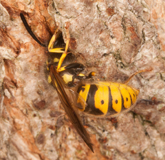 Vespula germanica