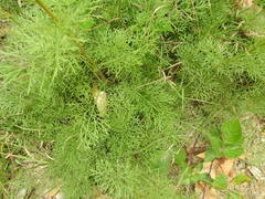 Jacobaea adonidifolia