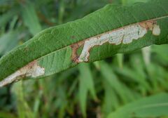 Mompha raschkiella