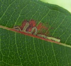 Mompha raschkiella