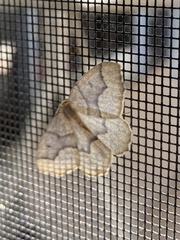 Lambdina fiscellaria