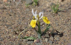 Moraea macronyx
