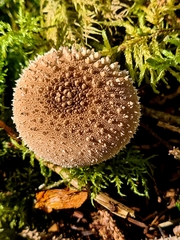Lycoperdon nigrescens