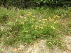 Jacobaea adonidifolia