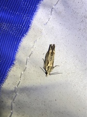 Endothenia quadrimaculana