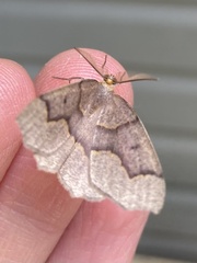 Lambdina fiscellaria