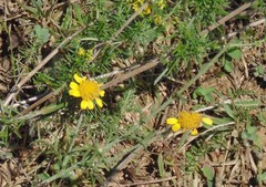 Cota tinctoria