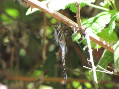 Rhionaeschna californica