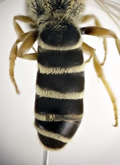 Halictus fulvipes