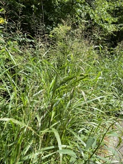 Sorghum halepense