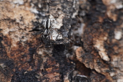 Pseudicius encarpatus