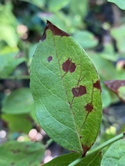 Diplocarpon rosae