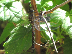 Rhionaeschna californica