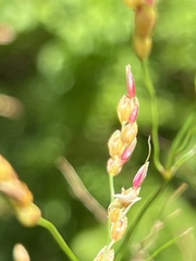 Sorghum halepense