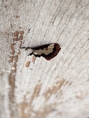 Eudryas unio