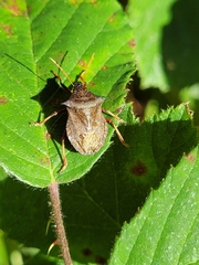 Picromerus bidens