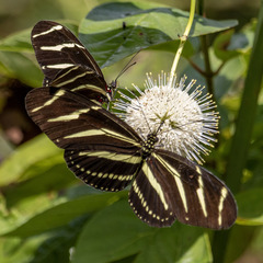 Heliconius charithonia