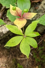 Medeola virginiana