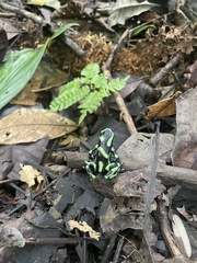 Dendrobates auratus