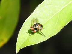Gymnosoma