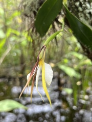 Epidendrum nocturnum
