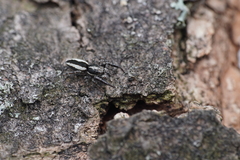 Pseudicius encarpatus